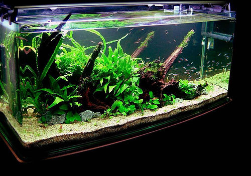 Best Fish Tanks