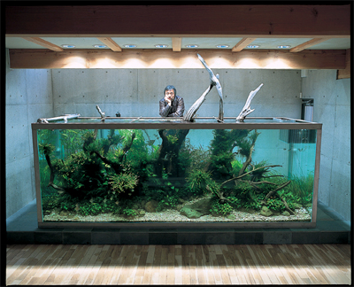 large modern fish tank