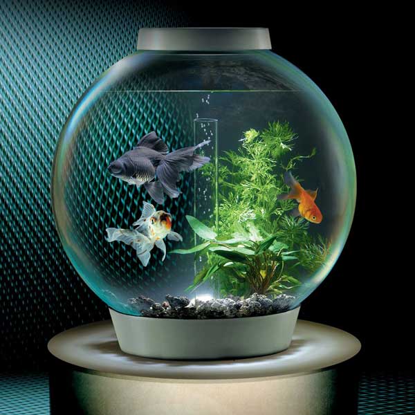 freshwater fish for tanks