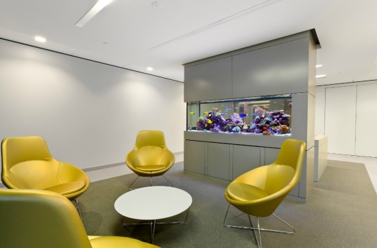 Simple office aquarium