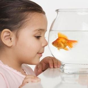 Goldfish Goldfish