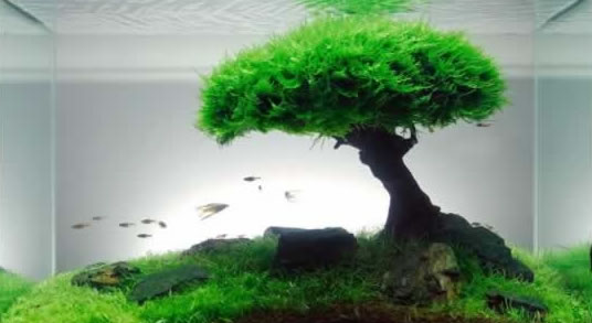 Fish tank materials Fish tank materials