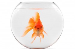 Goldfish Goldfish