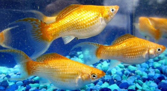 Molly fish Molly fish