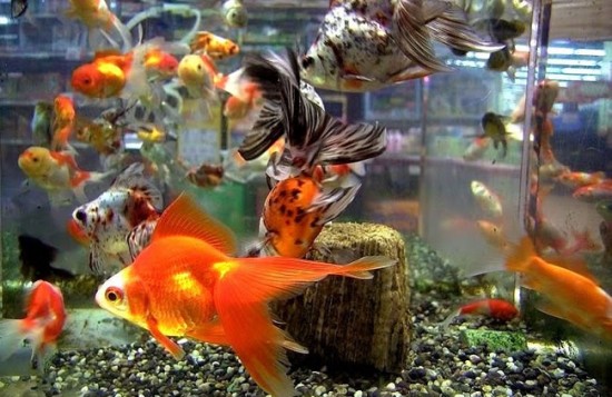 Goldfish in aquarium Goldfish in aquarium