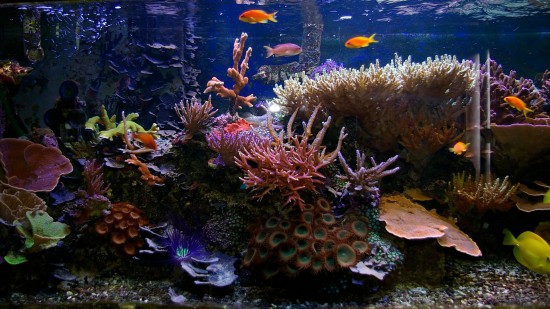 Tropical fish tank wallpaper Tropical fish tank wallpaper