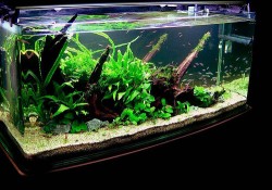 Purchasing aquariums