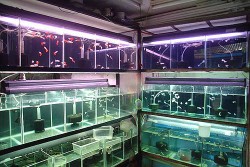 Buy Fish Tanks