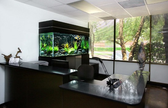 Office Fish Tank