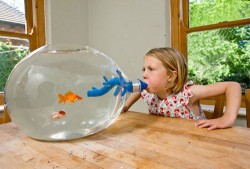 Blowing fish tank