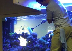 Fish tank maintenance