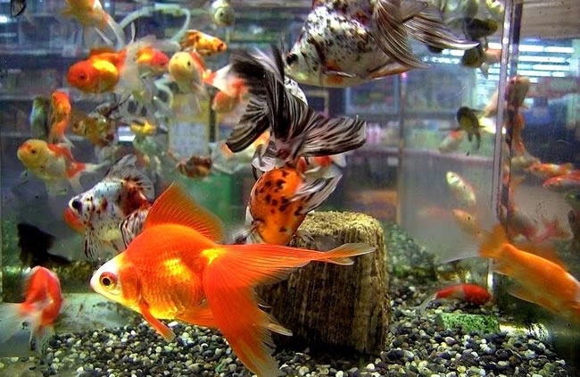  Goldfish  in aquarium  Glass Fish  Tanks 