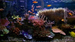 Tropical fish tank wallpaper